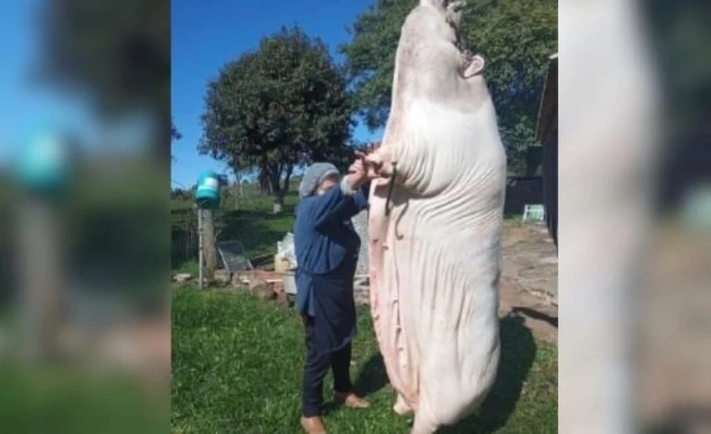 Porco gigante é carneado no RS e imagem viraliza na internet