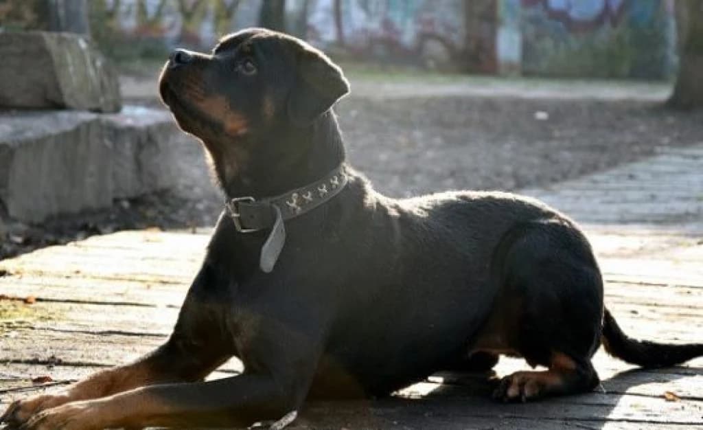 Homem que agrediu cachorro com socos e chutes é condenado