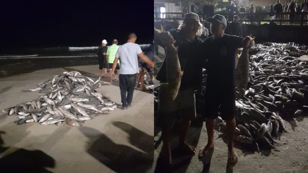Pescadores de Itapema capturam mais de 3.500 tainhas