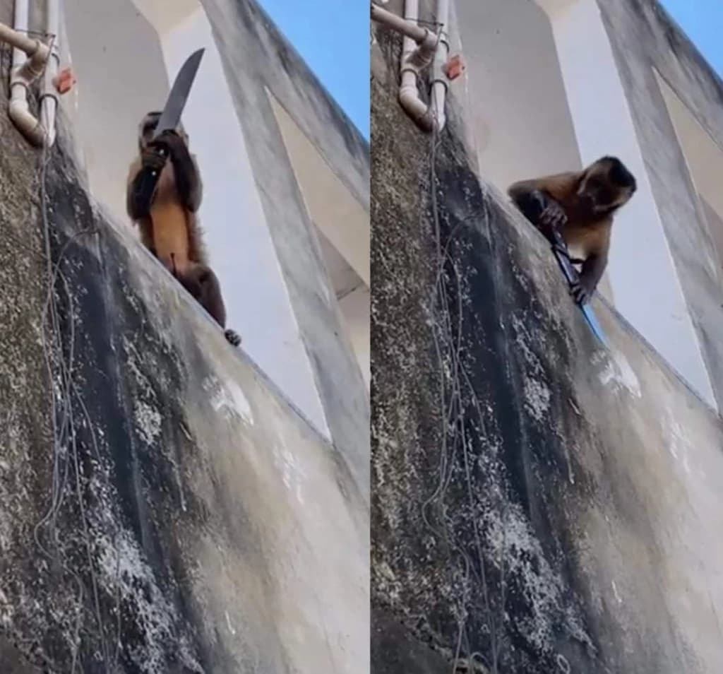 Macaco  é visto amolando faca
