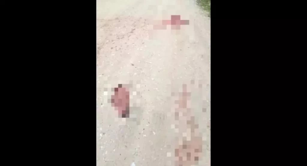 Cachorro é atropelado por caminhão do lixo  em SC