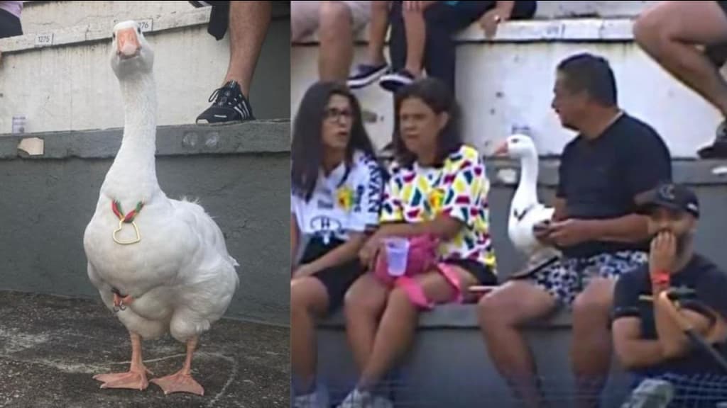 Torcedor leva gansa para assistir jogo do Campeonato Catarinense
