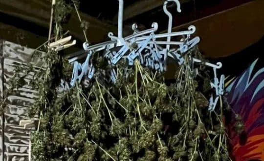 Varal de “supermaconha” é encontrado em SC