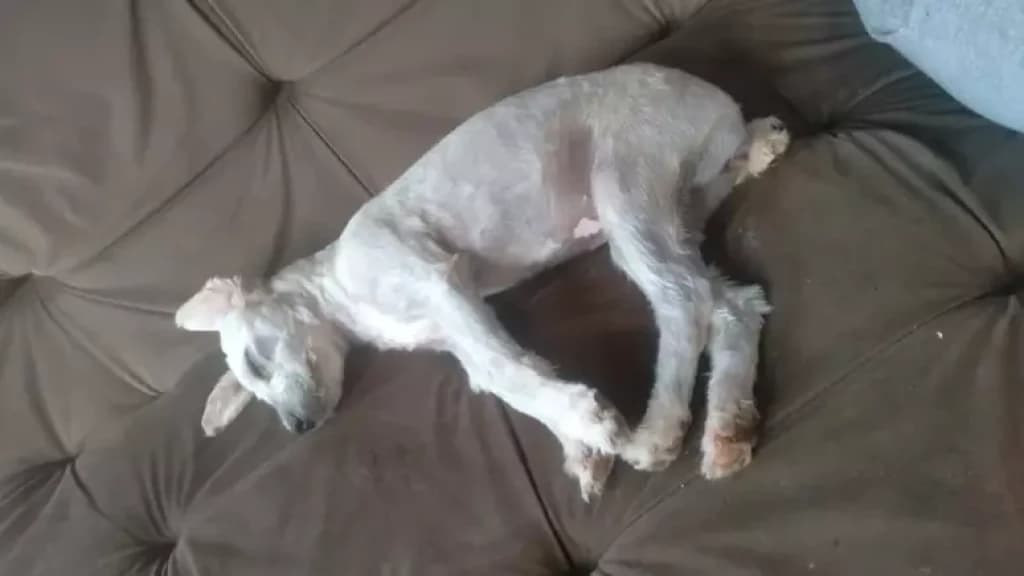 Mulher compra sofá usado e se surpreende ao encontrar uma cachorra dentro do móvel