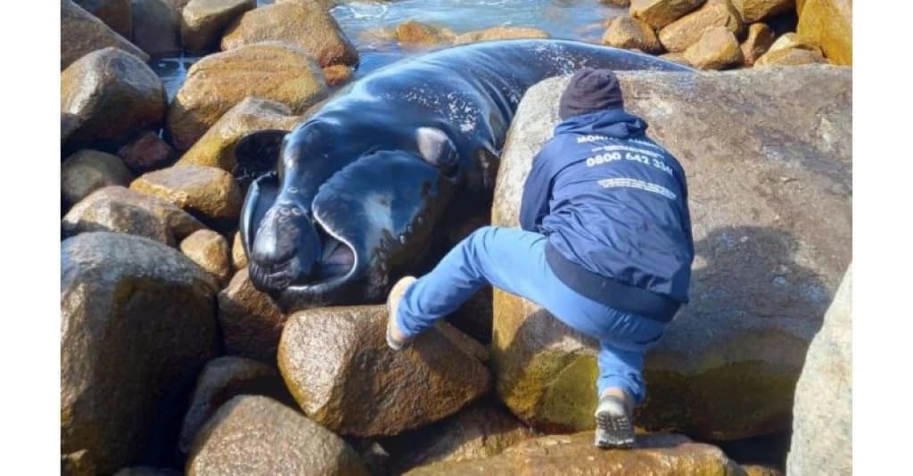 Filhote de baleia-franca-austral é encontrado morto em praia de SC