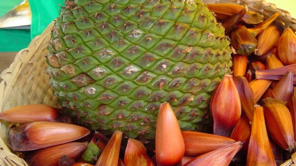 Idoso que desapareceu em área de mata durante colheita de pinhão é encontrado