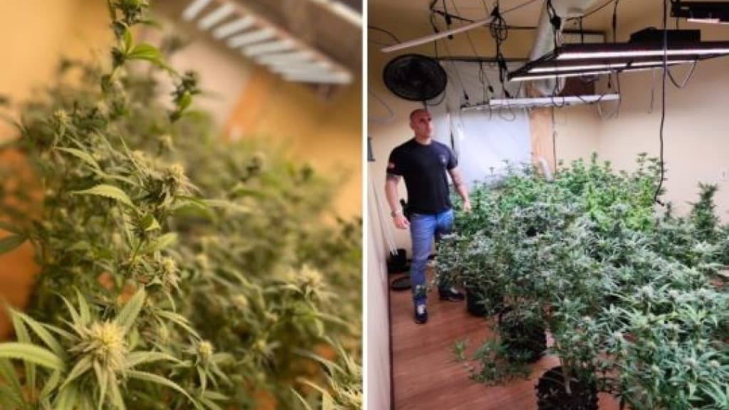 Polícia flagra estufa de maconha em Tijucas