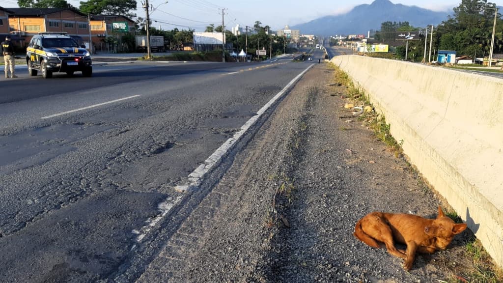 Cachorro atropelado é resgatado pela PRF na BR-470, em SC