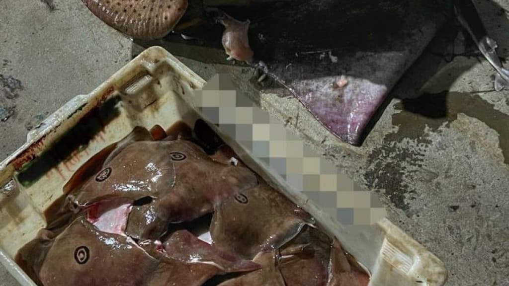 Polícia apreende barco de pesca com 228 raias ameaçadas de extinção