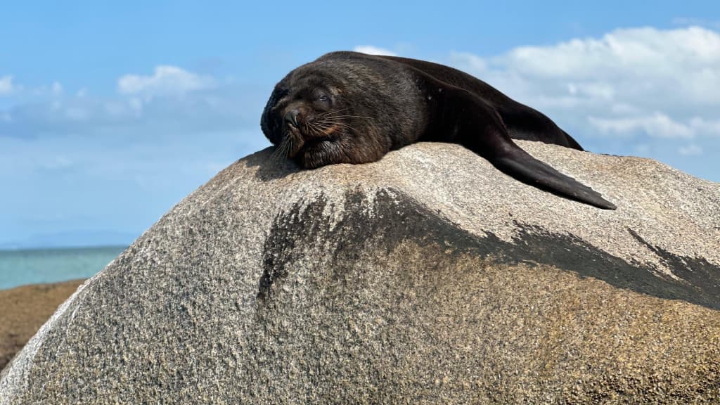 VÍDEO: Visitas ilustres em praia de Bombinhas encantam moradores