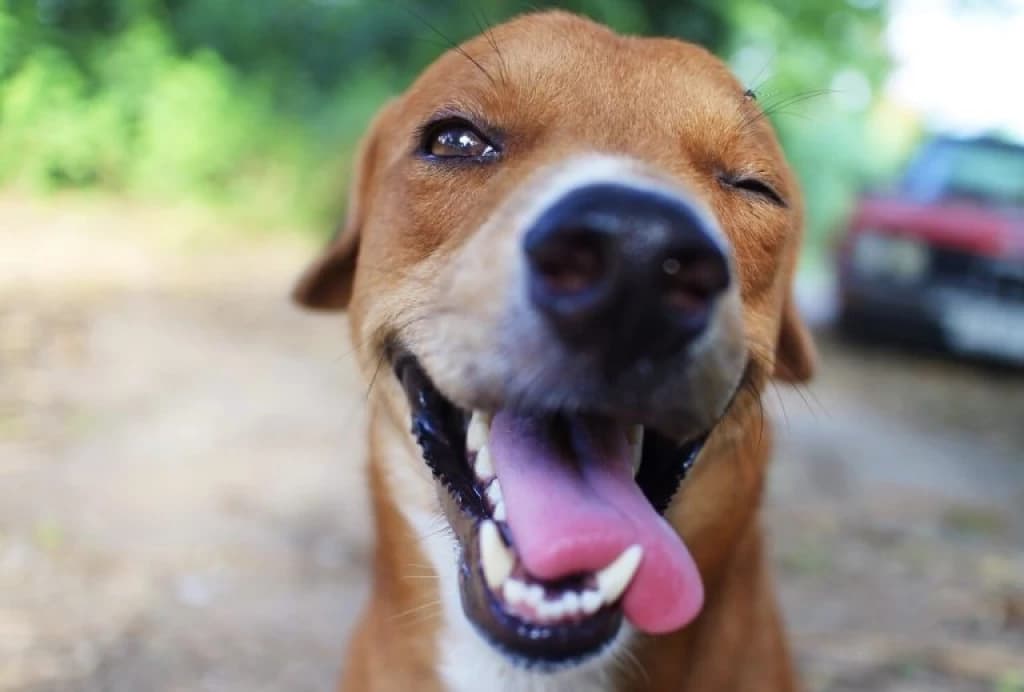 Cão-herói salva mulher de estupro
