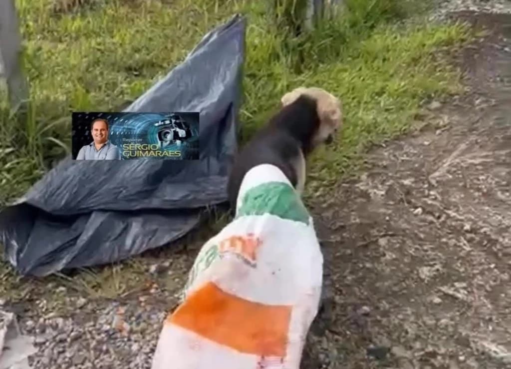 VÍDEO: Cachorro é amarrado dentro de sacola e abandonado para morrer em SC