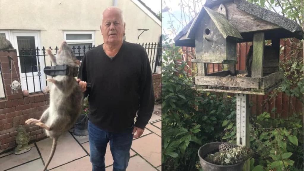 Homem prende rato do tamanho de um cachorro