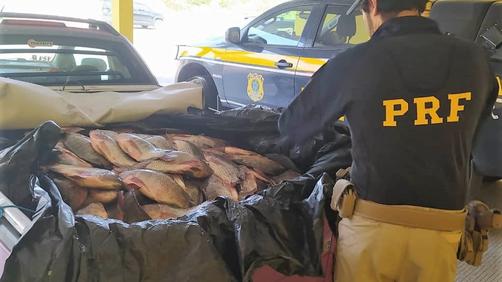 Montana carregada com 600 quilos de  Tilápia é apreendida na BR-101
