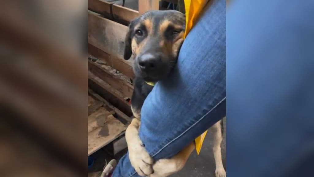 Cãozinho abraça voluntária de SC durante entrega de doações no RS