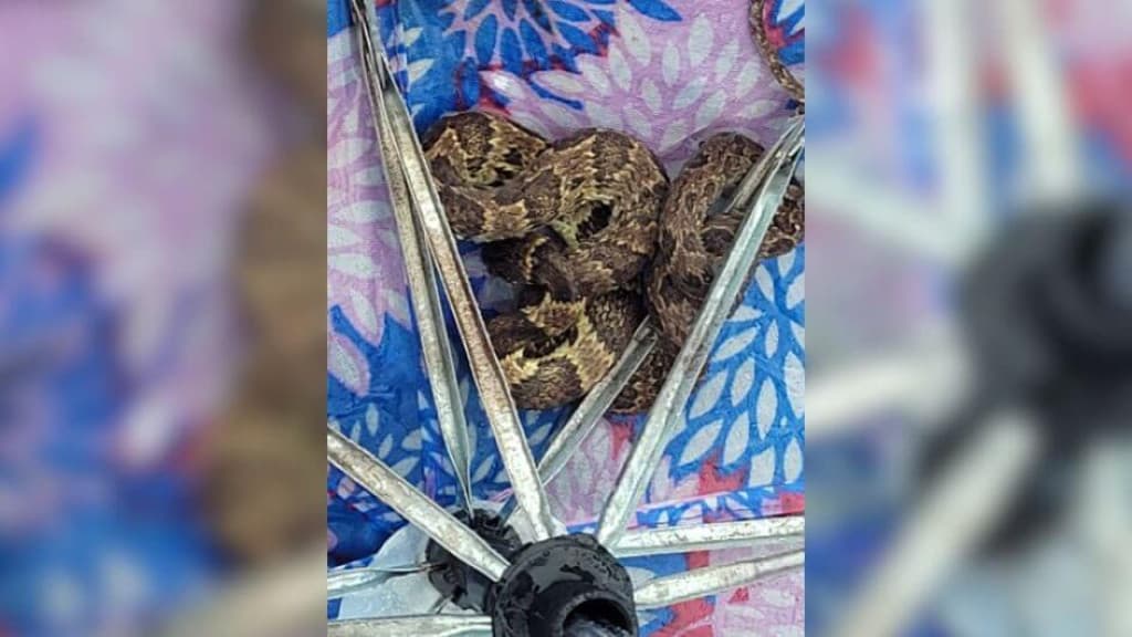 Jararaca é encontrada escondida dentro de guarda-chuva