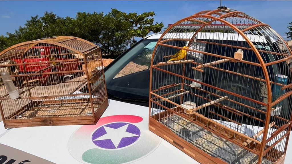 Ave Silvestre é resgatada de proprietário irregular em Tijucas