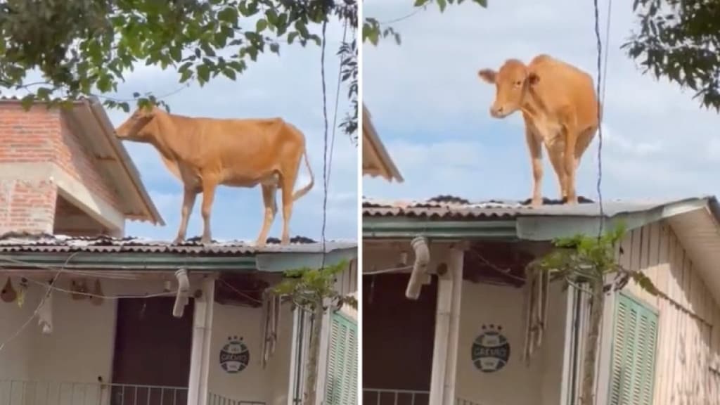 Vaca vai parar em cima do telhado de residência após enchente no RS