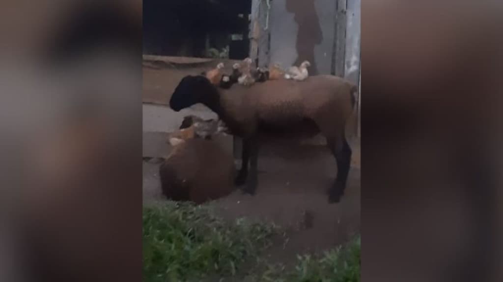 Ovelhas adotam pintinhos abandonados em fazenda de SC