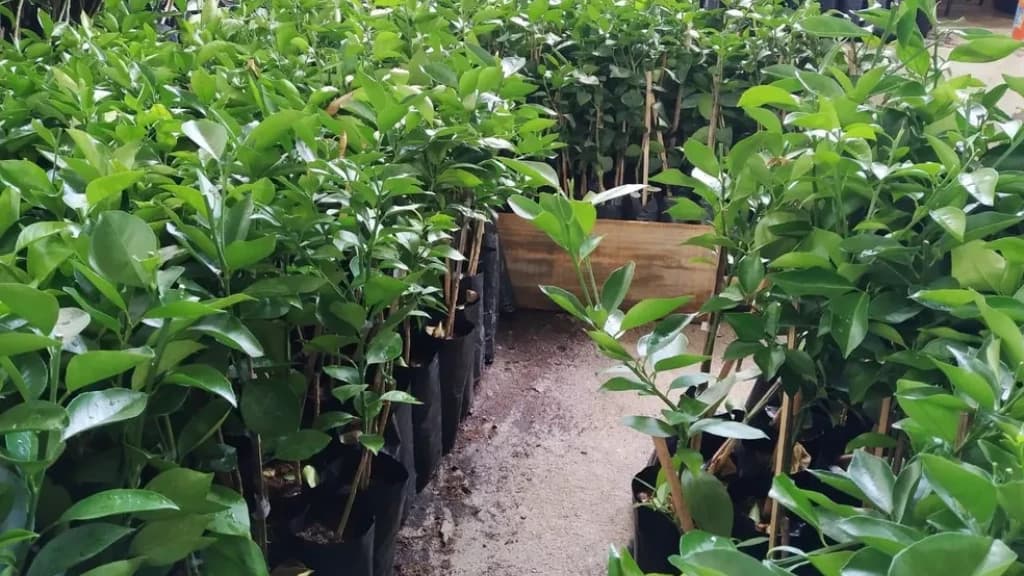 Feira de Mudas de Árvores Frutíferas e Ornamentais celebra o Dia Mundial do Meio Ambiente em Tijucas