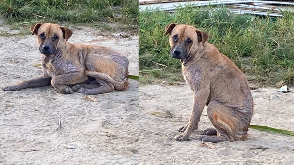 Cachorro é abandonado para morrer, desabafa moradora