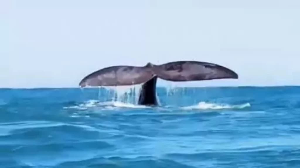 Espetáculo natural: Baleia-franca é avistada no Farol de Santa Marta em Laguna