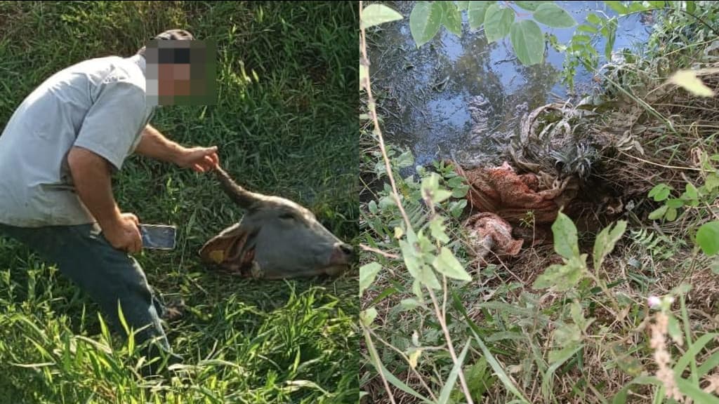 Ladrão abate gado e deixa apenas cabeça e vísceras em São João Batista