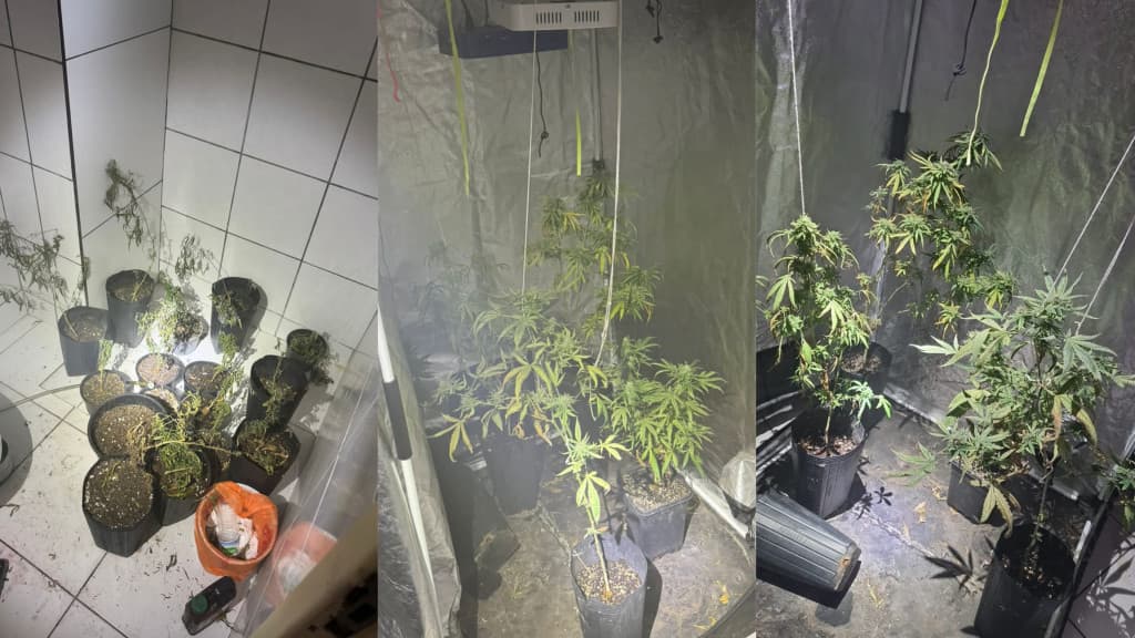 Combate a incêndio revela plantação de maconha em quarto de hotel em BC