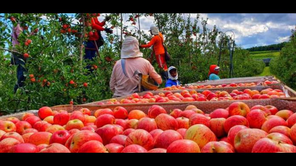 Santa Catarina dá início à safra de maçã e espera colher 570,8 mil toneladas