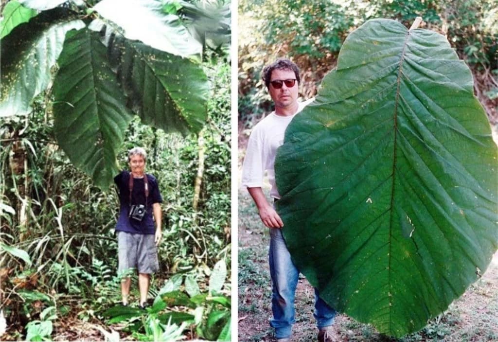 Conheça a maior folha de árvore do mundo localizada na Amazônia