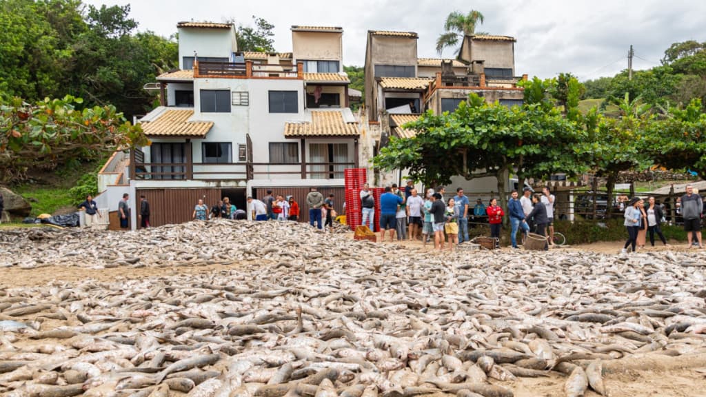 Um mês após o início, pesca artesanal de tainha é suspensa em SC