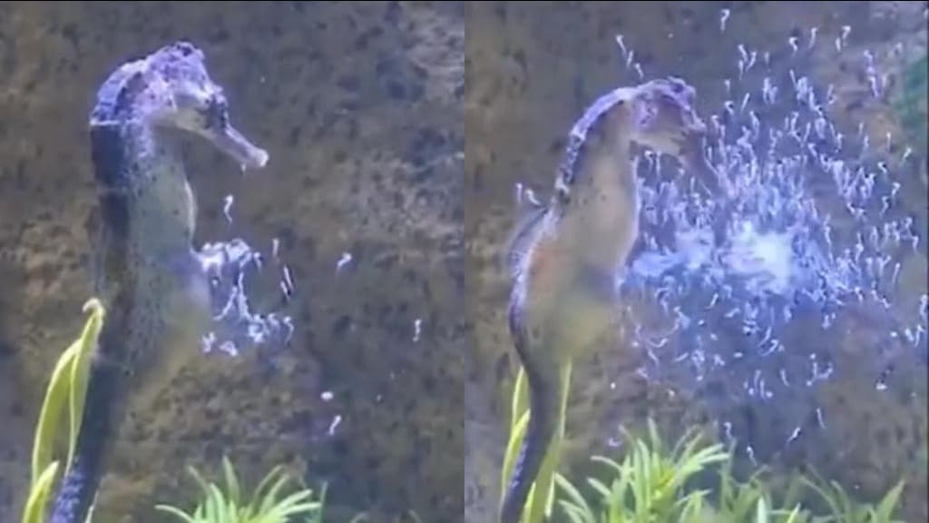 Cavalos-marinhos nascem no Oceanic Aquarium,  em Balneário Camboriú