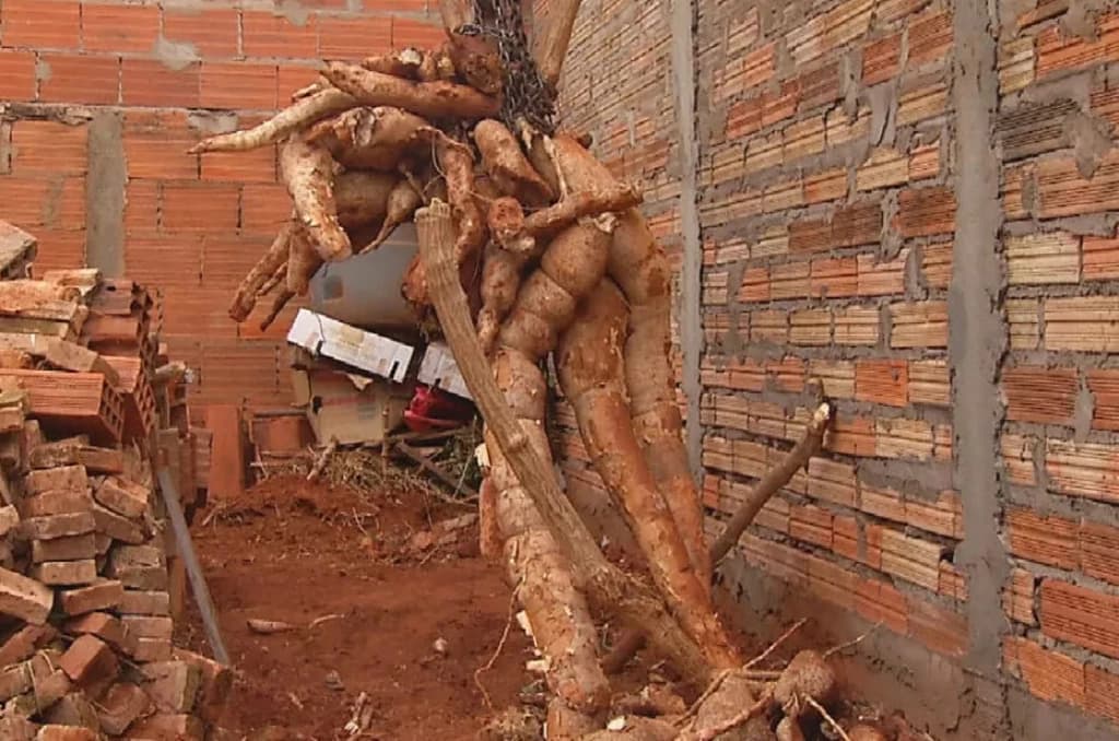Morador usa guincho para colher raiz de mandioca de 300 kg