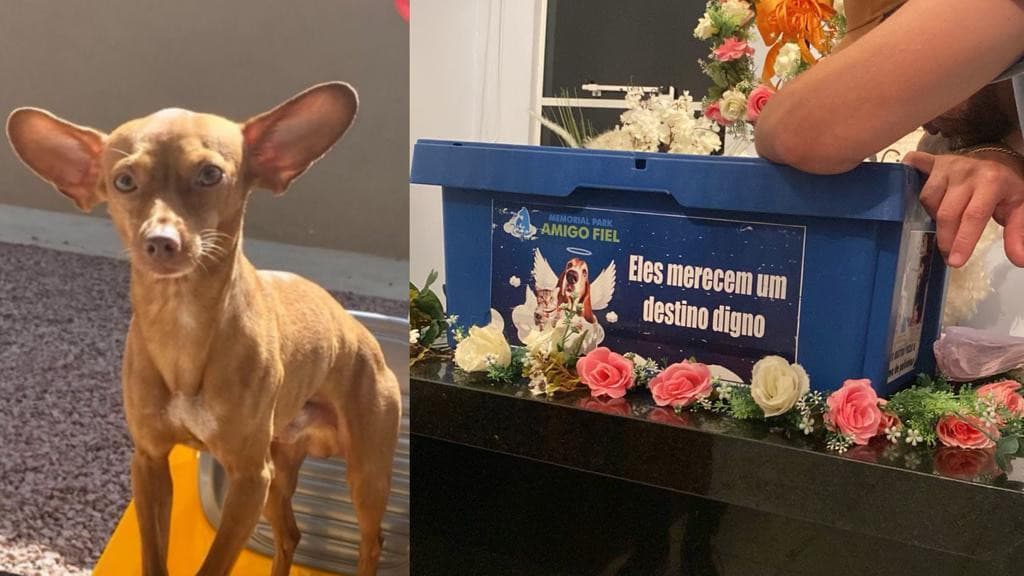 VÍDEO: Cachorro volta morto de petshop em Itapema