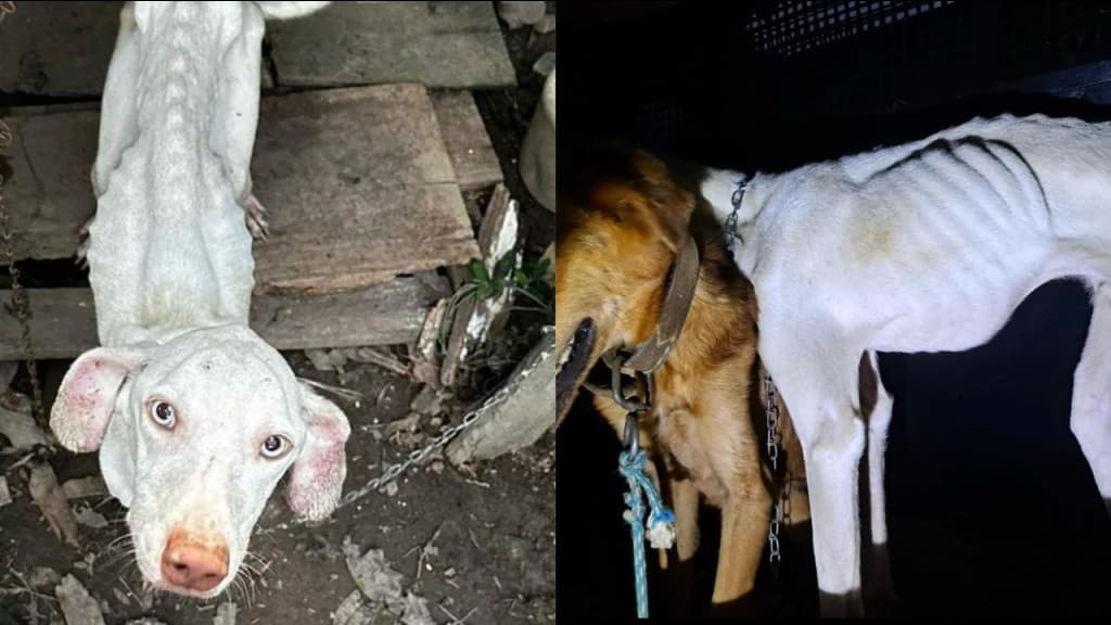 Homem é preso após deixar cachorros em “pele e osso” e acorrentados