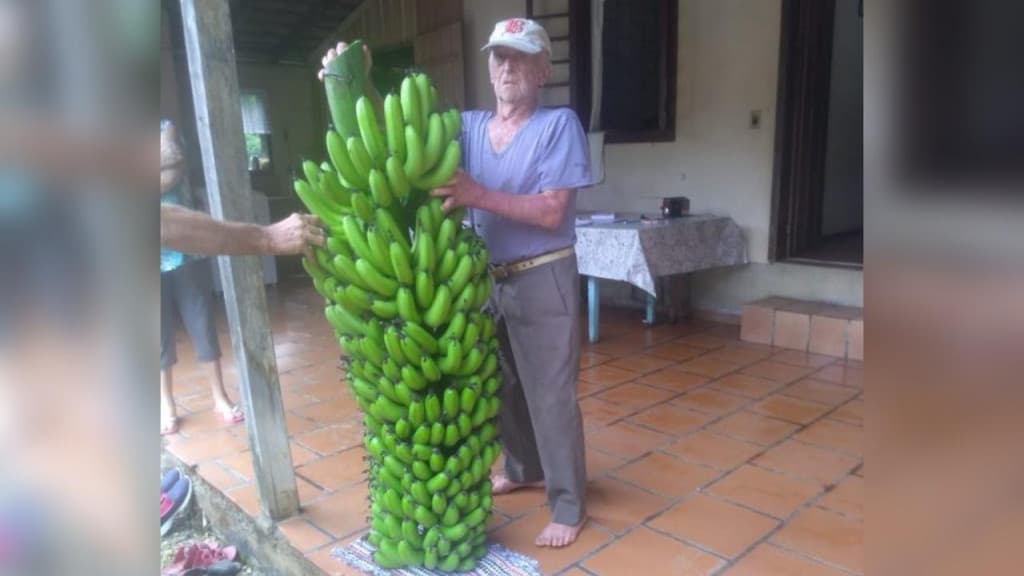 Morador colhe cacho de banana gigante de quase 80 kg em SC