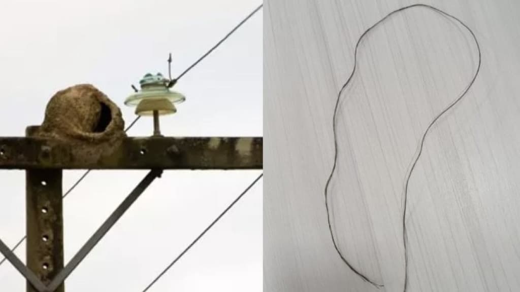 Pássaro deixa quase 7 mil unidades sem luz em SC