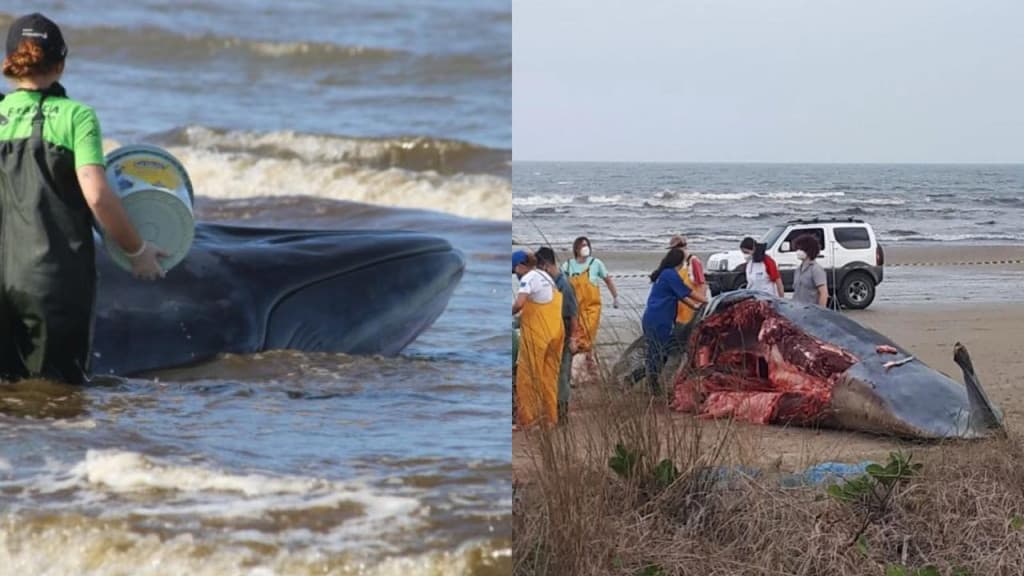 Baleia “carneada pra churrasco” em praia de SC? Entenda!
