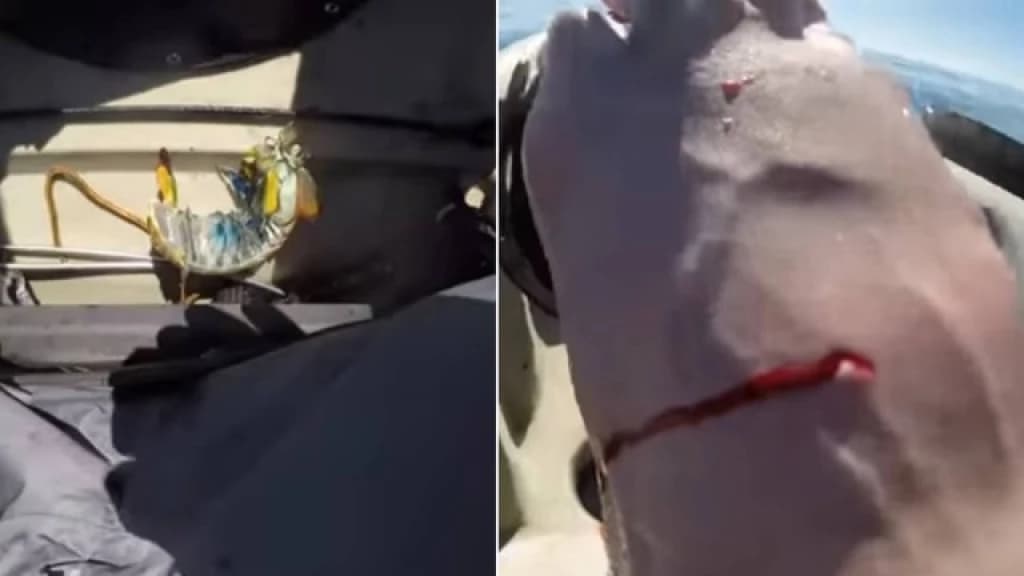 Camarão abre rombo no pé de pescador após lhe dar um soco