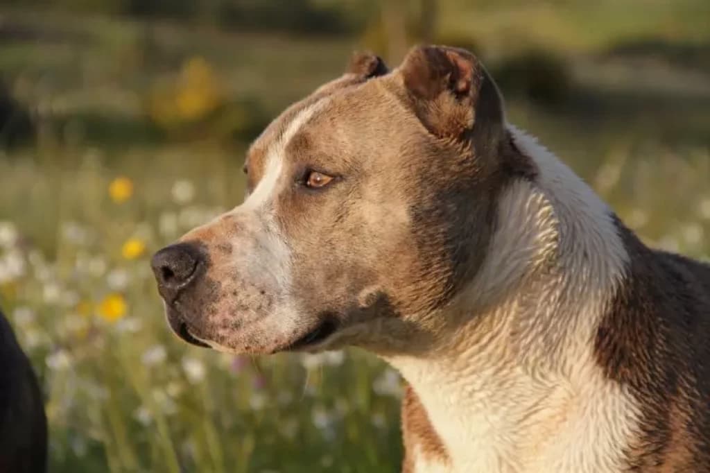 Mulher dorme com pitbull e animal quase a devora