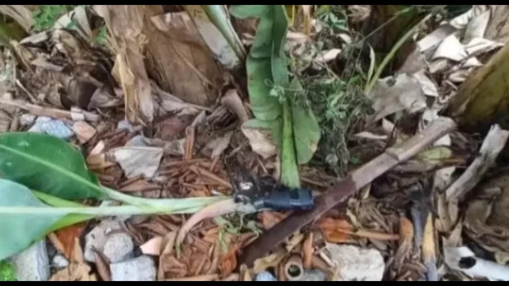 Homem vai cuidar das bananeiras do quintal e se choca ao encontrar arma