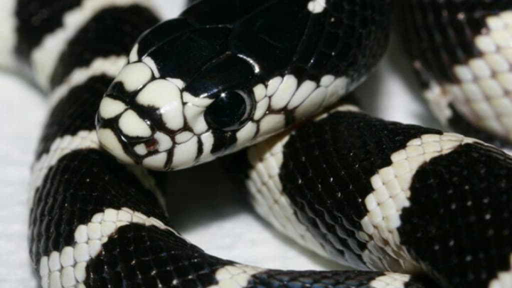 Mulher alerta perda de cobra e gera confusão em grupo de condomínio