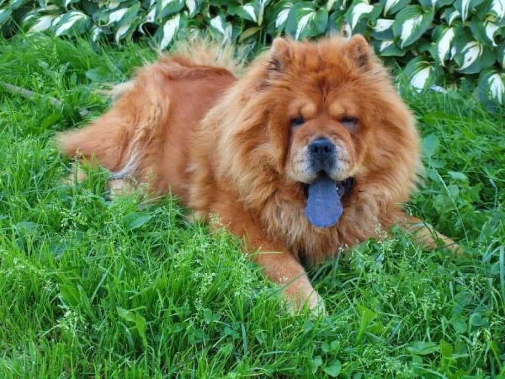 Homem mata cachorro a machadadas em SC por não ter onde guardar