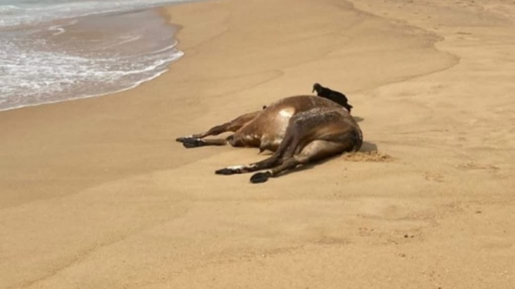 Boi com identificação de Botuverá é encontrado morto em praia de BC
