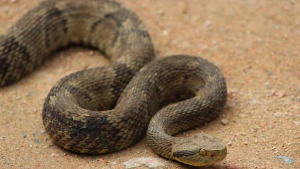 Família encontra cobra jararaca em cesto de roupas