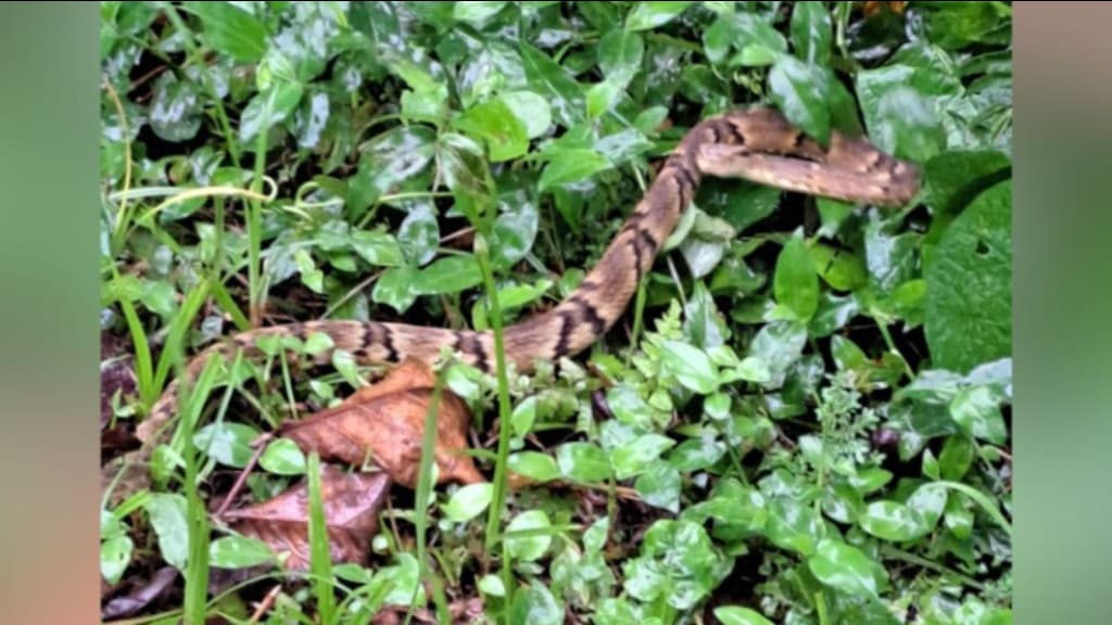 Morador de Itapema encontra cobra debaixo da cama