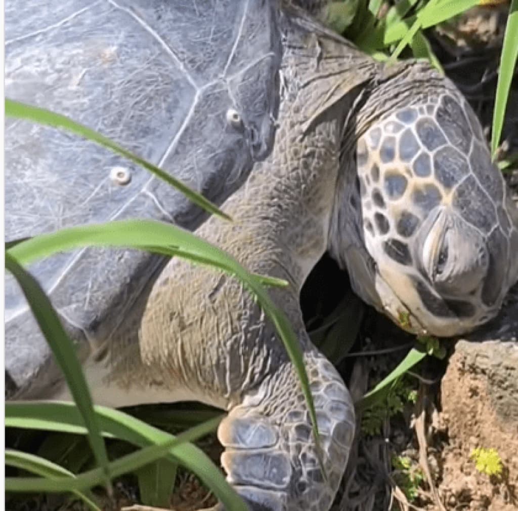 Vídeo: Tartaruga morre após ser abandonada em Florianópolis