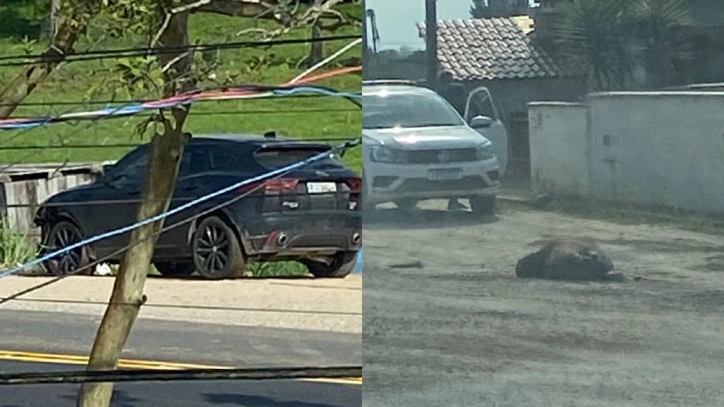 Jaguar mata capivara na SC-410 em Tijucas