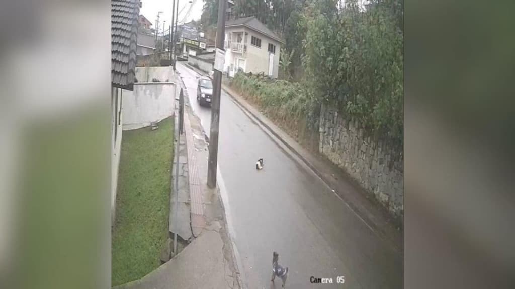Motorista que matou cachorro e fugiu é indiciado por crime de maus-tratos qualificado em SC