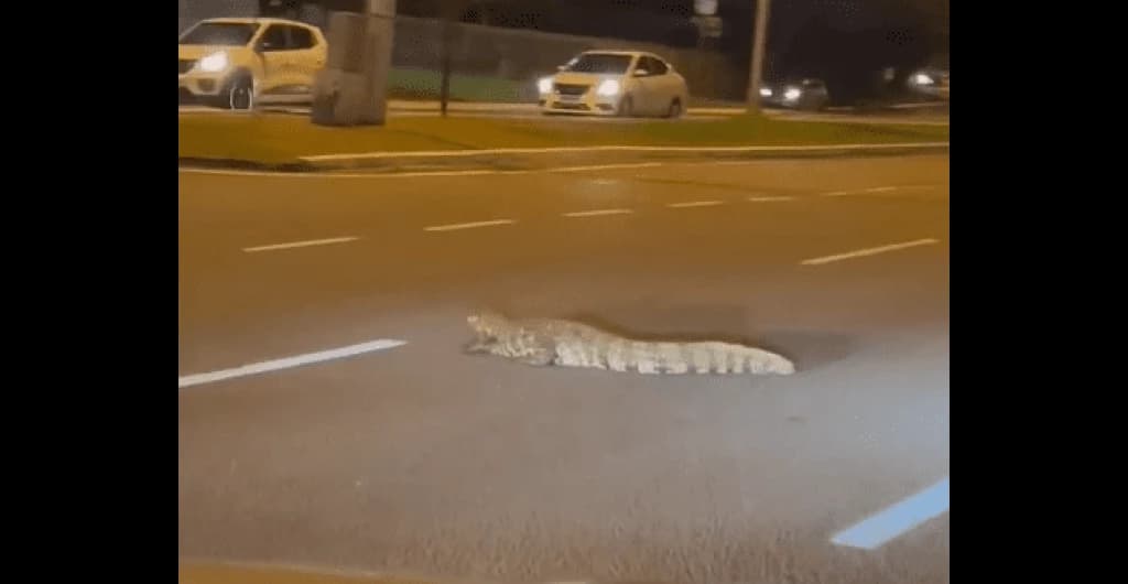 VÍDEO: Jacaré tenta atravessar rua e causa alvoroço no trânsito em Florianópolis